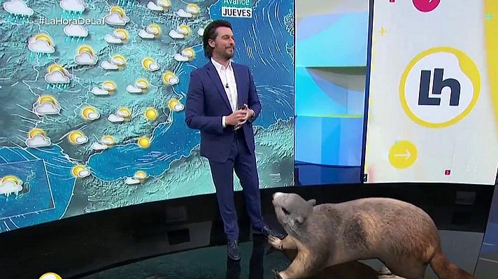 La hora de La 1 - Una marmota se cuela en plató y esta es la reacción de Mónic