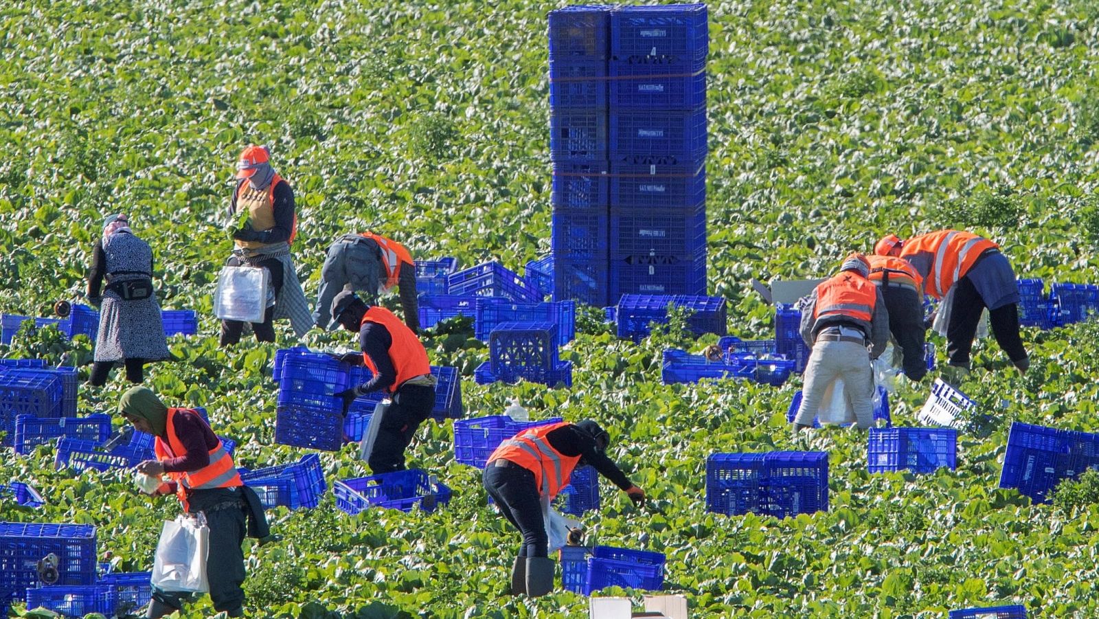 Temporeras y personas sin hogar tendrán acceso al Ingreso Mínimo Vital