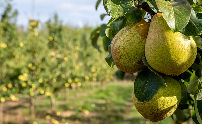 Aquí la Tierra - José Manuel nos enseña cómo cultivar peras