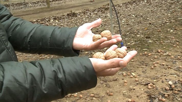 Comando Actualidad - Huesca y el mercado de la nuez