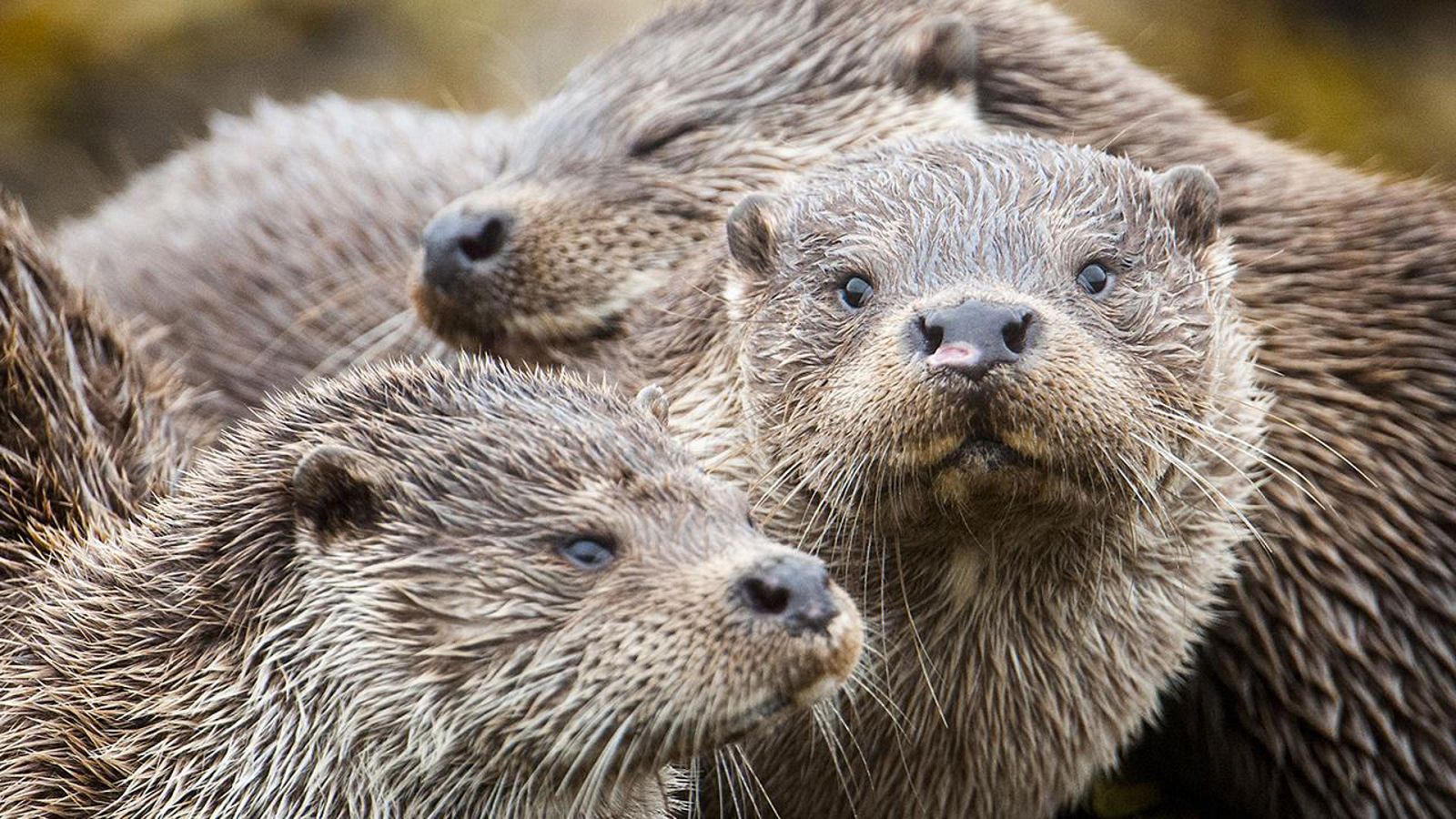 Somos documentales - La isla de las nutrias: Un asunto de familia - ver ahora