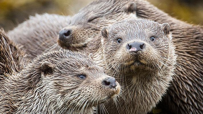 Somos Documentales - La isla de las nutrias: Un asunto de familia