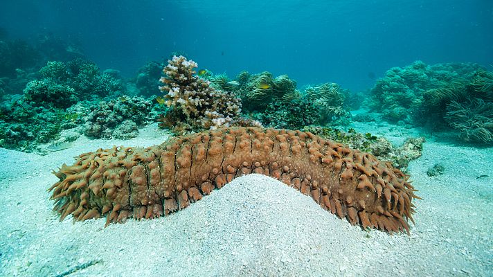 Aquí la Tierra - Nos comemos el primer pepino de mar... ¡de toda Europa!
