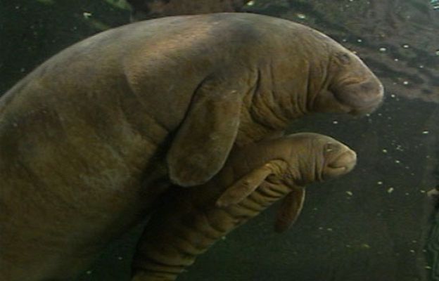  - Primera cría de manatí española