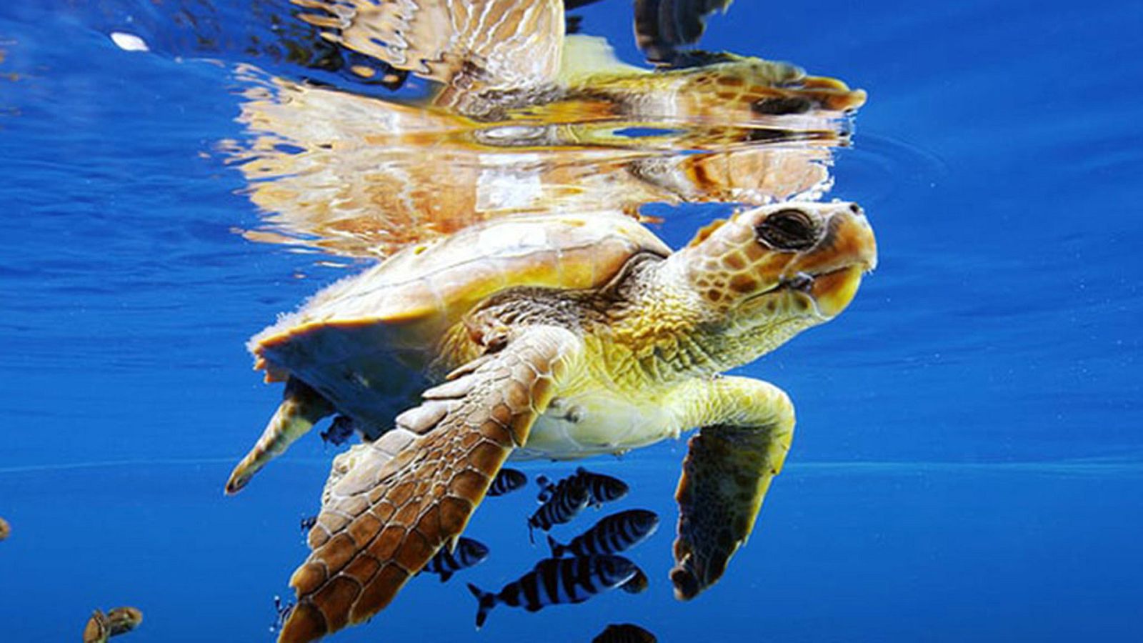 Grandes documentales - La vida en el océano azul - ver ahora