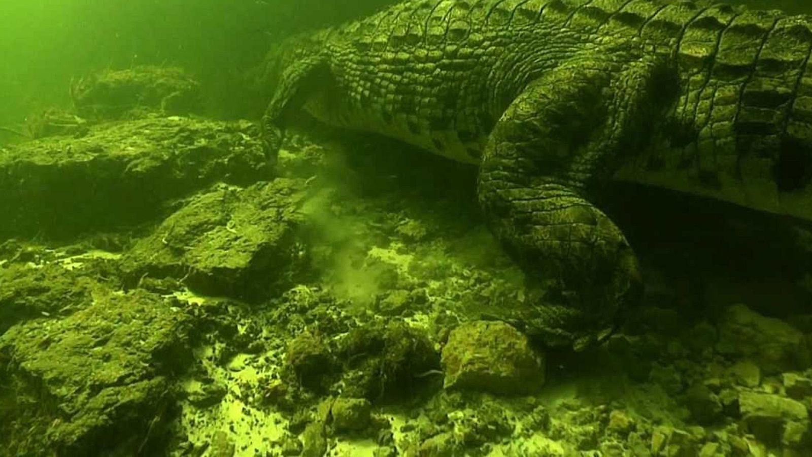 Grandes documentales - Buceando con cocodrilos - ver ahora