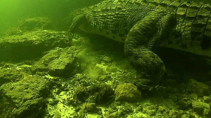 Grandes documentales - Buceando con cocodrilos