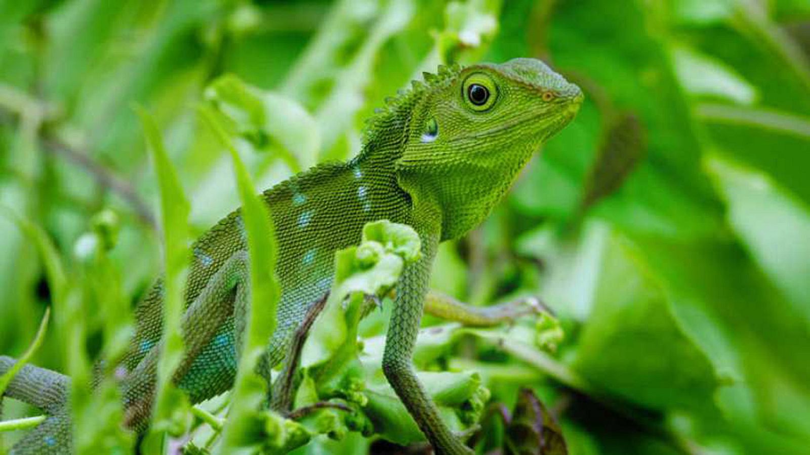 Planeta selva - Episodio 1: El despertar de la vida - Ver ahora