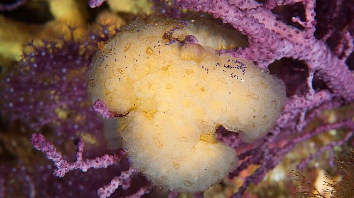 España Directo - España Directo - ¿Tenemos la cura contra la covid?