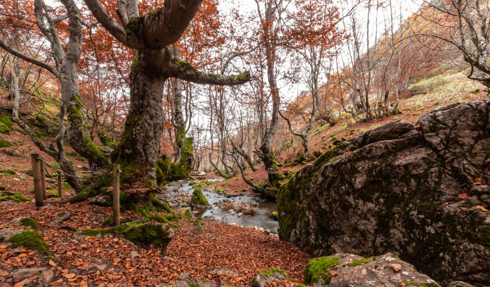 Aquí la Tierra - El Hayedo de Montejo, un patrimonio que todos debemos cuidar