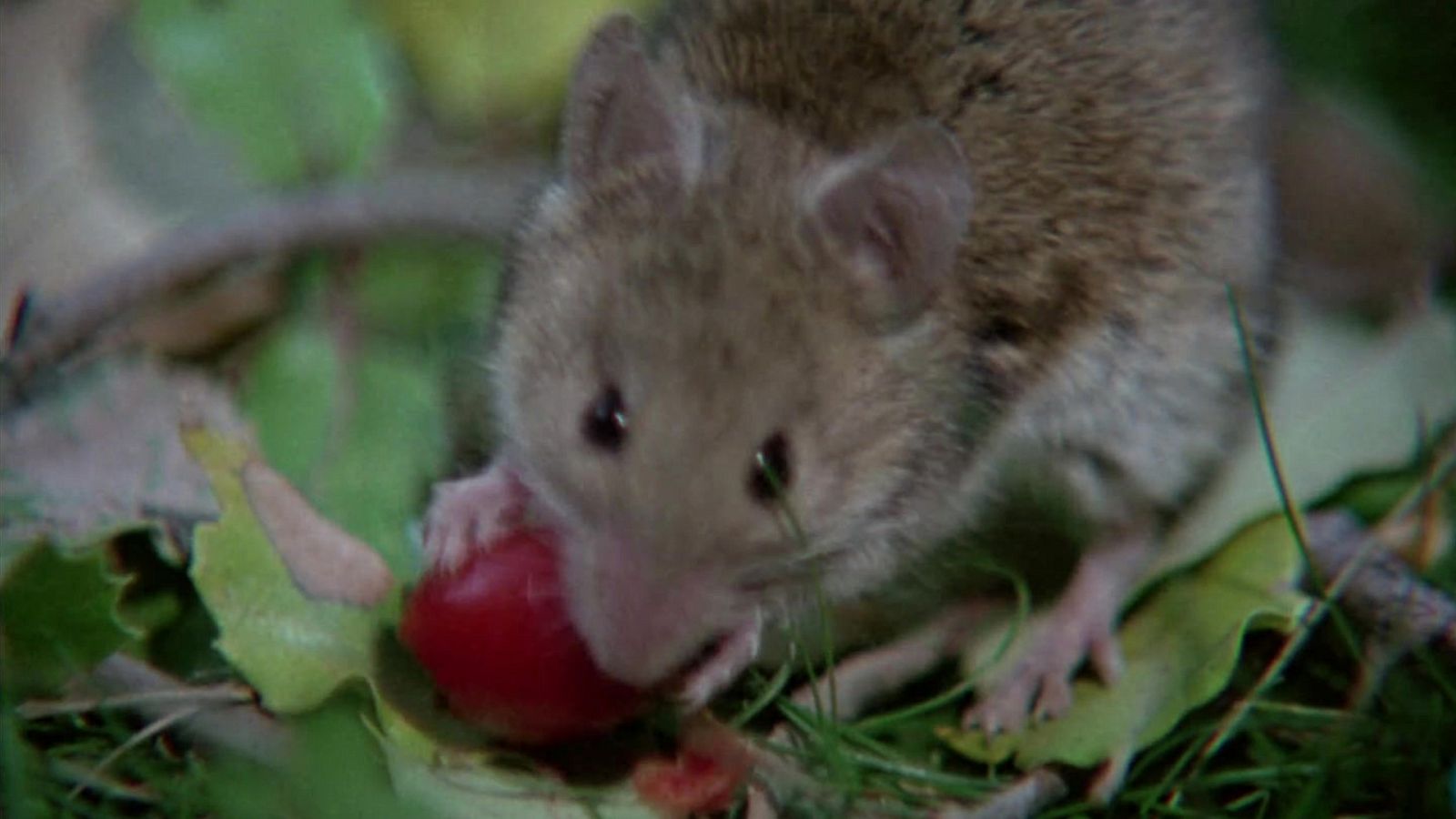 El hombre y la Tierra (Fauna ibérica) - Los roedores 2 - ver ahora