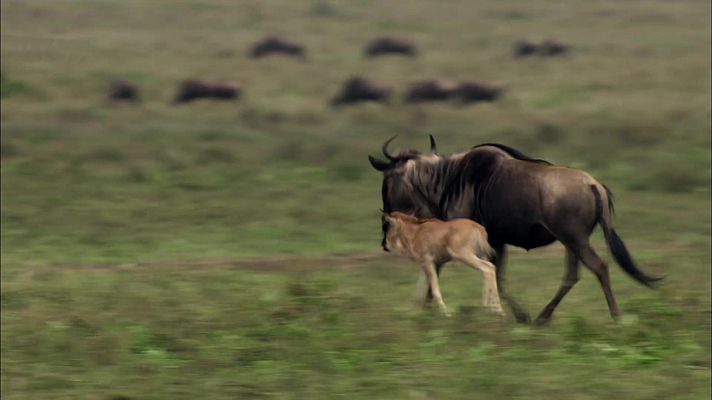 Grandes documentales - Nacidos para correr