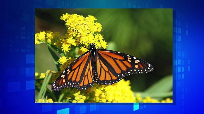 Saber y ganar - Saber y ganar. Edición de fin de semana - 07/02/21