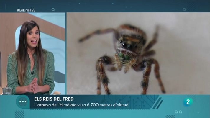 En Línia - Com es protegeixen els animals del fred?