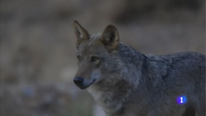 TeleCantabria - El lobo ocupa más del 65% del territorio de Cantabria