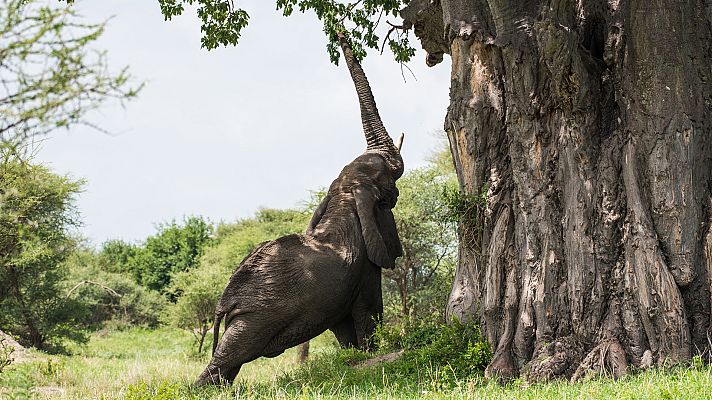 Historias naturales - Luchar para vivir