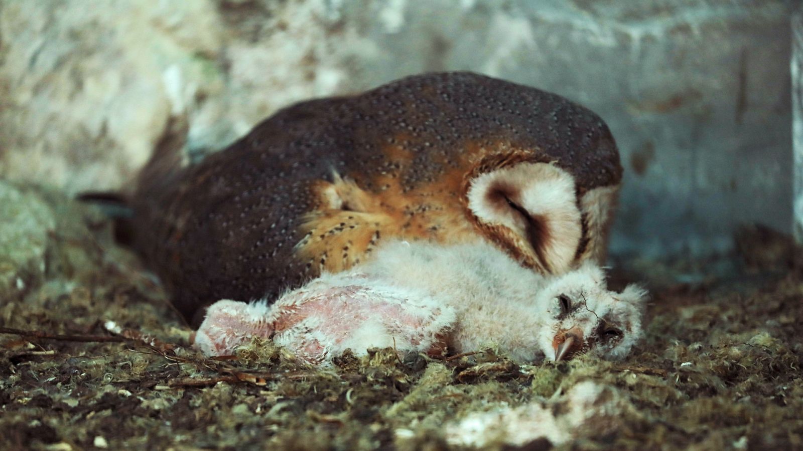 Somos documentales - Guarderías en la naturaleza. Retoños en el campo - ver ahora