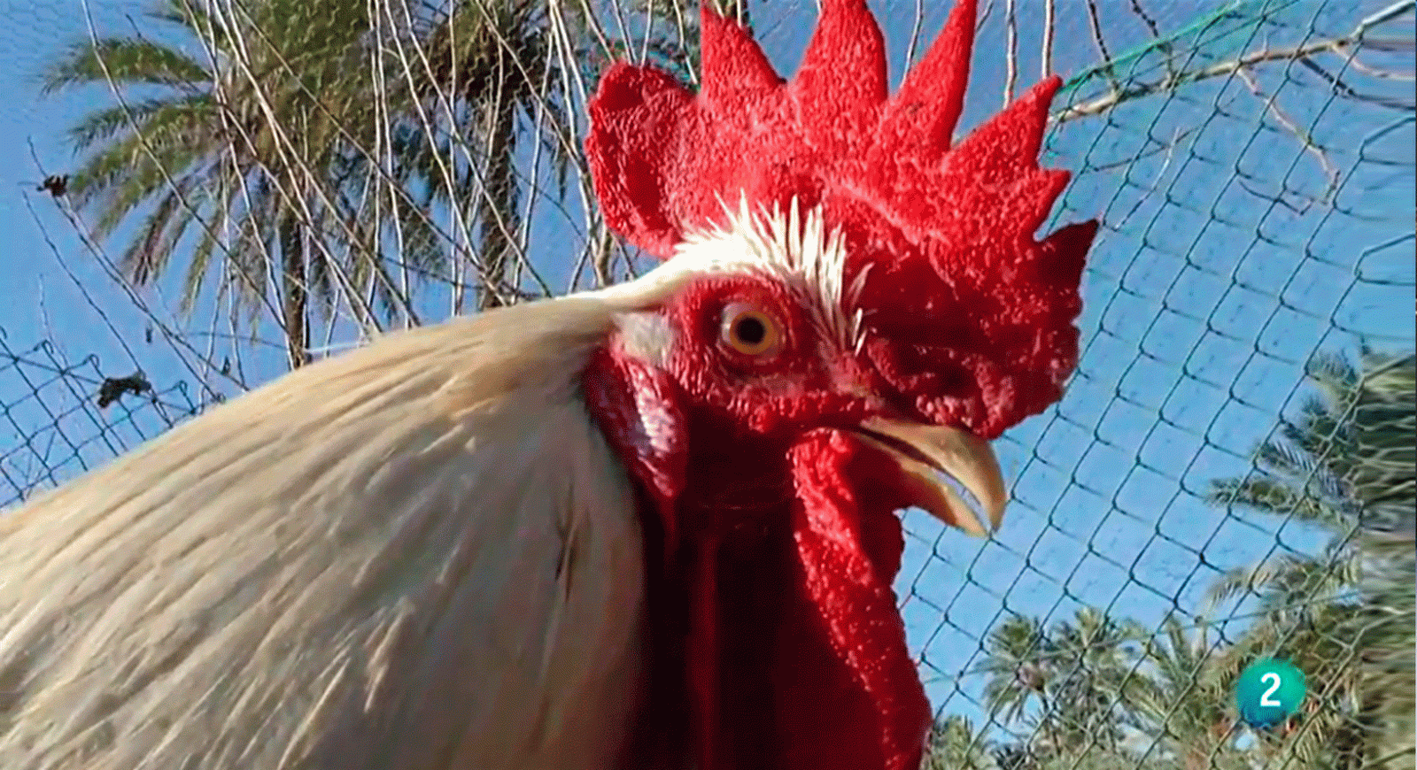 La aventura del saber Universo Sostenible investigando el mundo animal CRUE proyectos e investigaciones sostenibilidad #AventuraSaberUSostenible