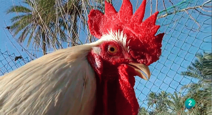 La aventura del Saber - ¿Qué se está investigando sobre el mundo animal?