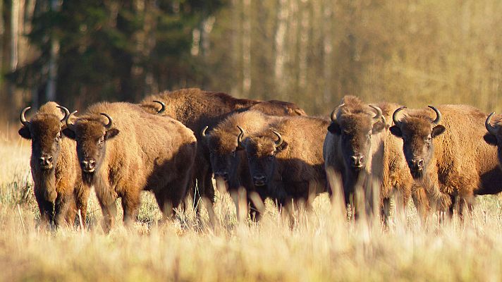 Somos Documentales - La madre de todos los bisontes