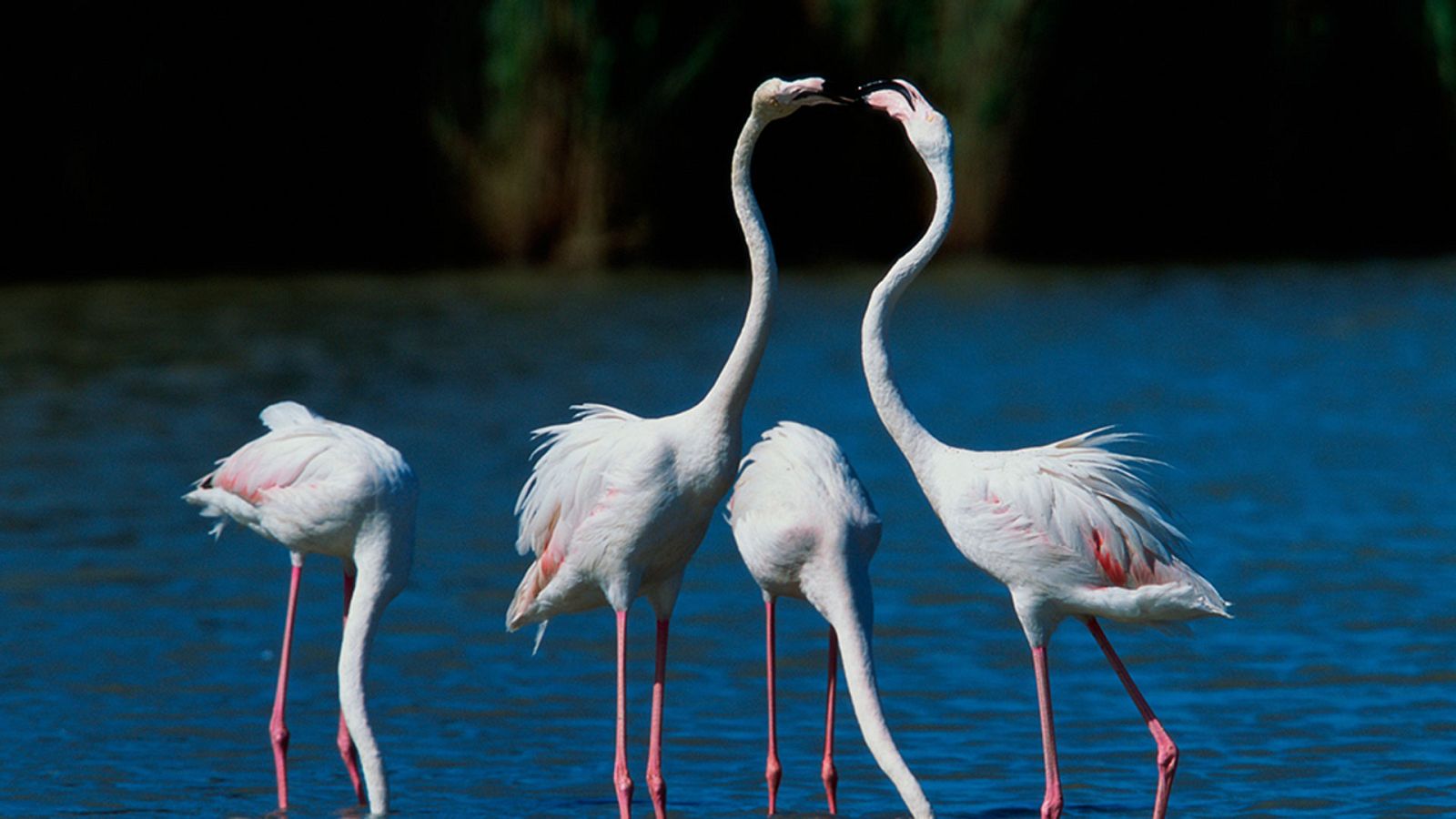 Grandes documentales - Historias naturales: Amar para vivir - ver ahora