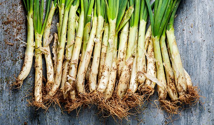 Aquí la Tierra - Nos vamos a la huerta a cultivar calçots