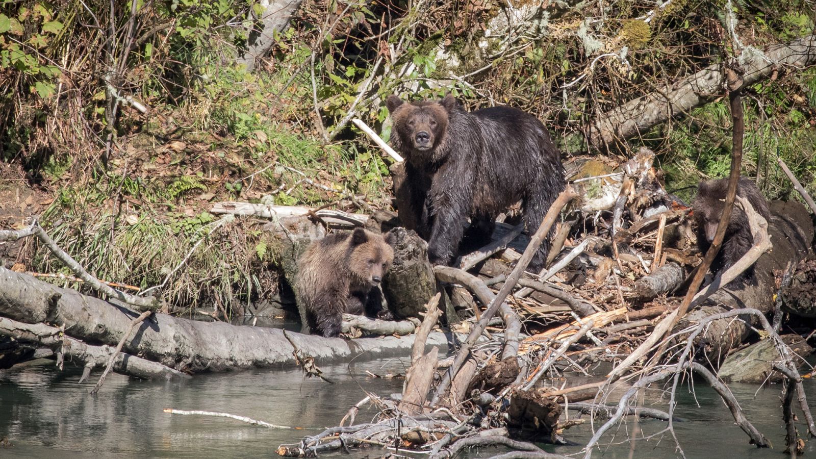 Somos documentales - Columbia británica, una tierra salvaje a preservar - ver ahora