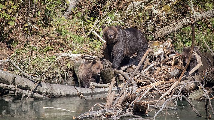 Somos Documentales - Columbia británica, una tierra salvaje a preservar