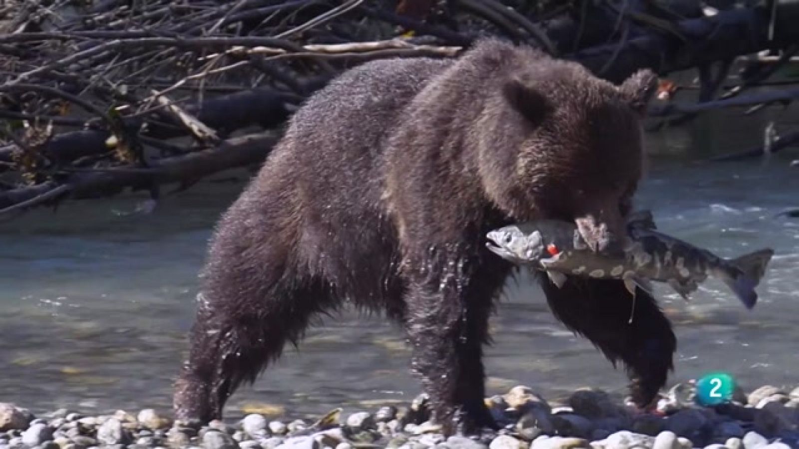 Grans Documentals - Colúmbia Britànica, una terra salvatge per preservar
