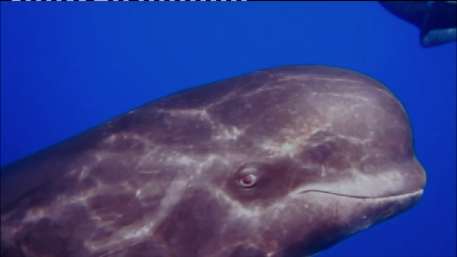 Telecanarias 2 - 11/02/2021 | Ver