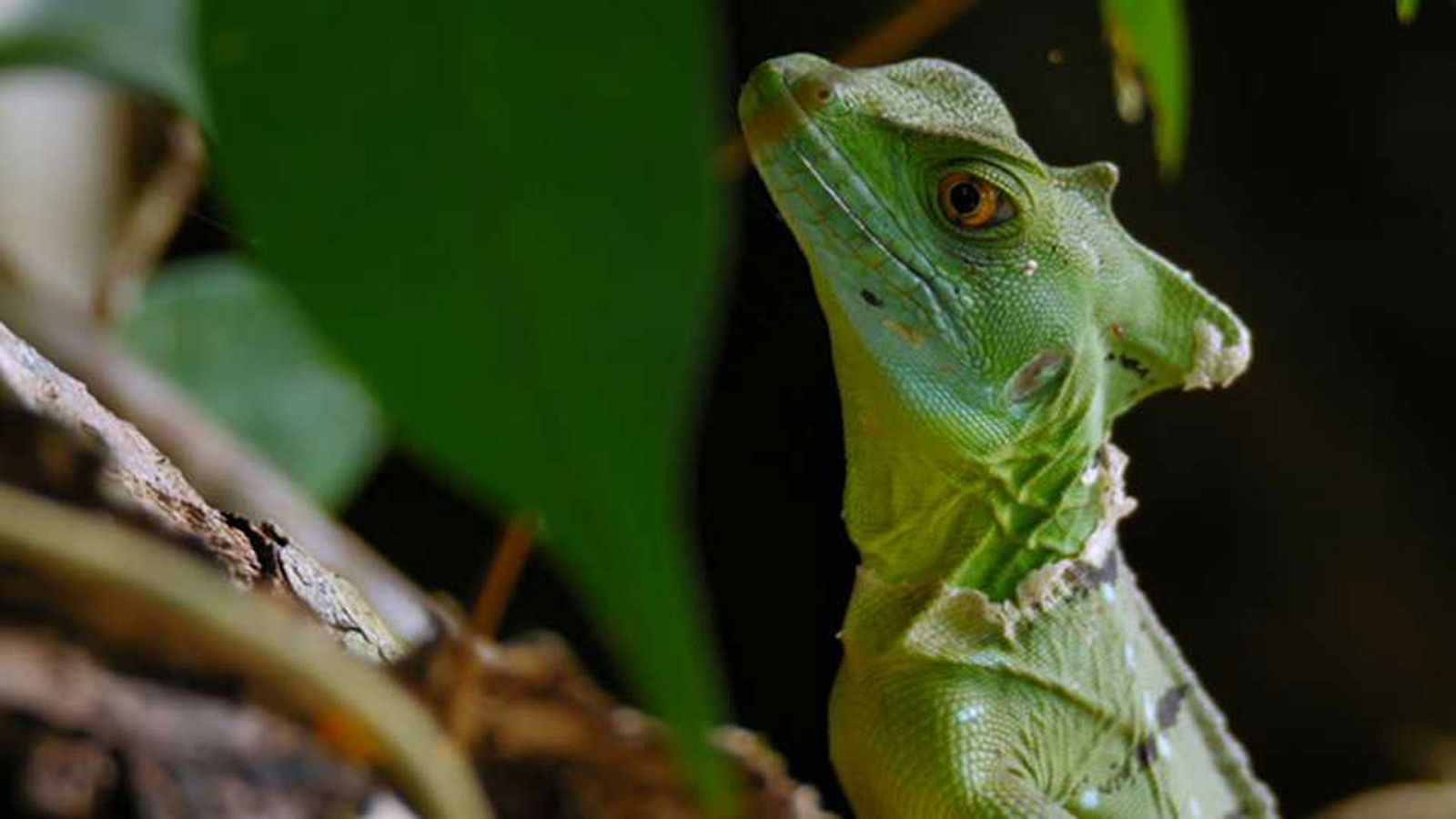 Otros documentales - Planeta selva: El edén tropical. Selvas americanas - ver ahora