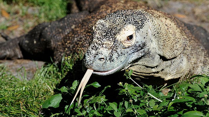 Grandes documentales - La isla de los dragones