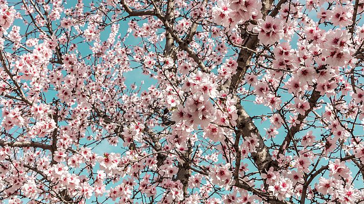 España Directo - España Directo - ¡Florecen los almendros!