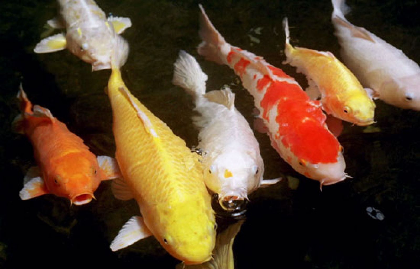 En las tiendas de mascotas dicen que muchos clientes recurren a los peces para combatir el estrés | Ver