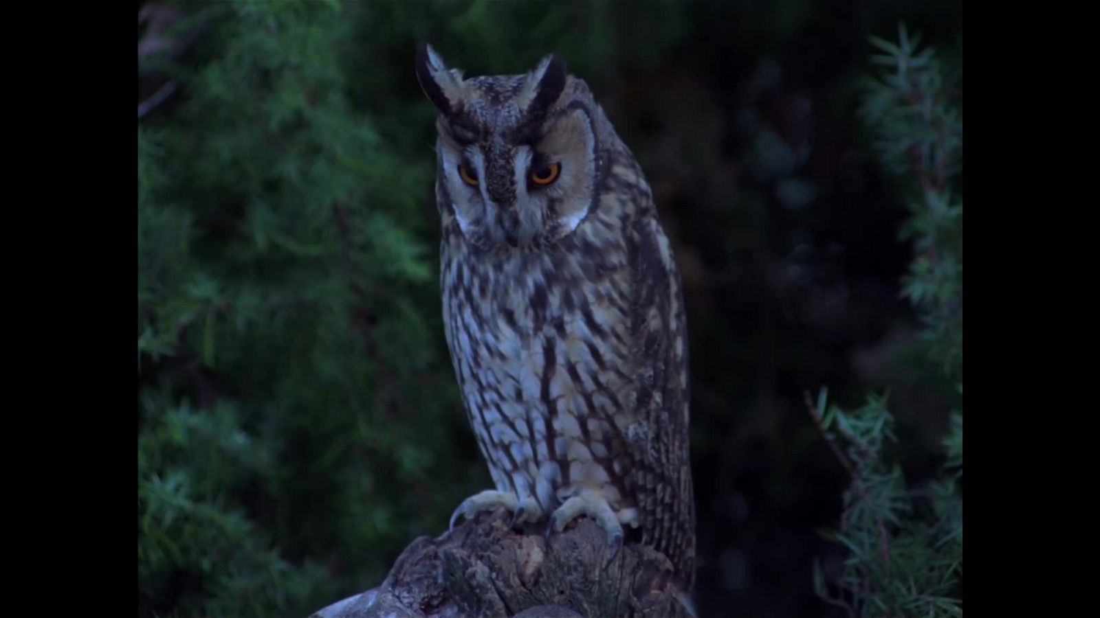 El hombre y la Tierra (Fauna ibérica) - Rapaces nocturnas ibéricas - ver ahora