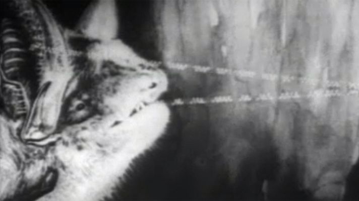 El planeta azul - El murciélago