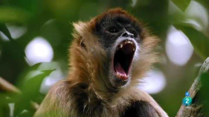 Som Documentals - L'Edèn tropical. Selves americanes