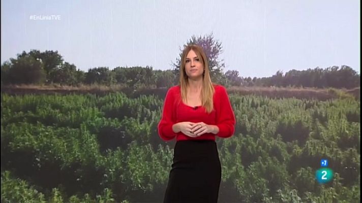 En Línia - El CBD, el col·leccionisme i els llegums