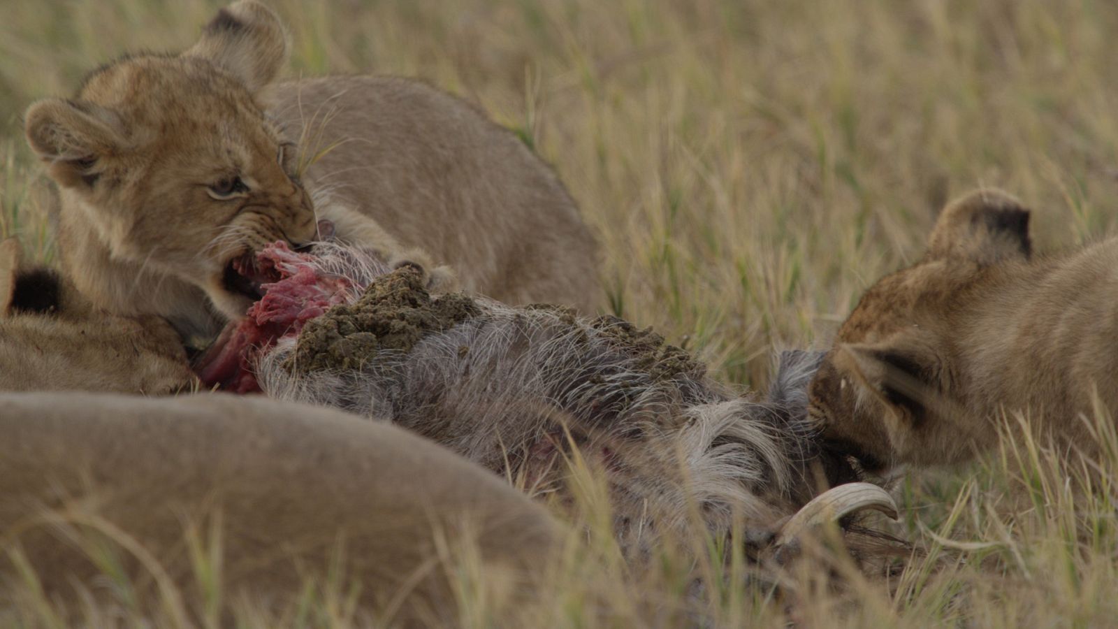 Rebelión en el reino salvaje - Episodio 2: El primer ataque - Ver ahora