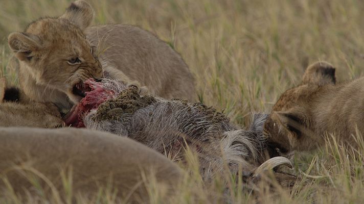 Rebelión en el reino salvaje - El primer ataque