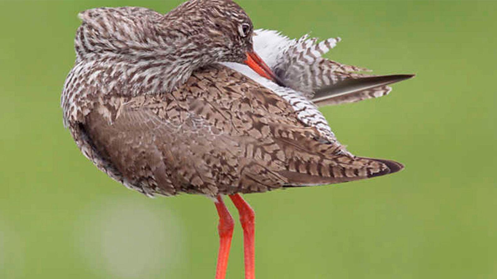 Historias naturales - Asearse para vivir - ver ahora