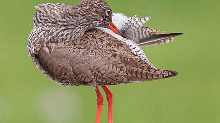 Historias naturales - Asearse para vivir