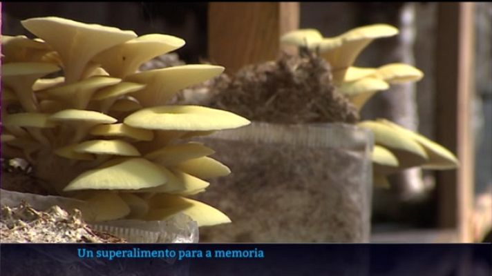 Telexornal - Galicia - Un 'superalimento' para a memoria a base de castañas e cogomelos