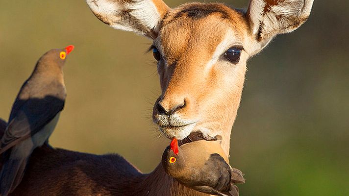 Historias naturales - Amigos de por vida