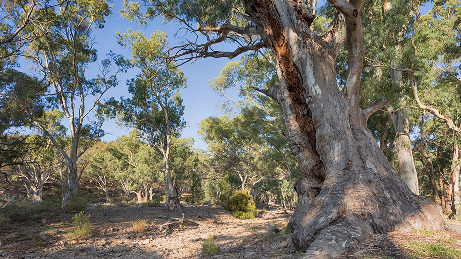 Documenta2 - Australia: guía para el viajero del tiempo. Los años salvajes - ver ahora