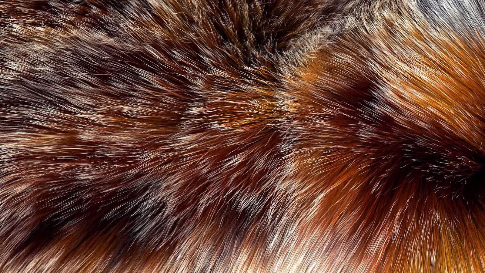 ¡Qué animal! - ¿Cuánto peso crees que puede sostener un solo pelo de la cabeza?