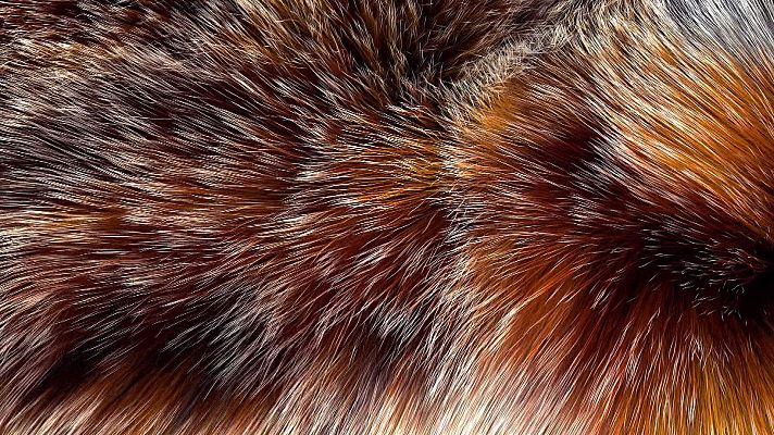 ¡Qué animal! - ¿Cuánto peso puede sostener un solo pelo de la cabeza?