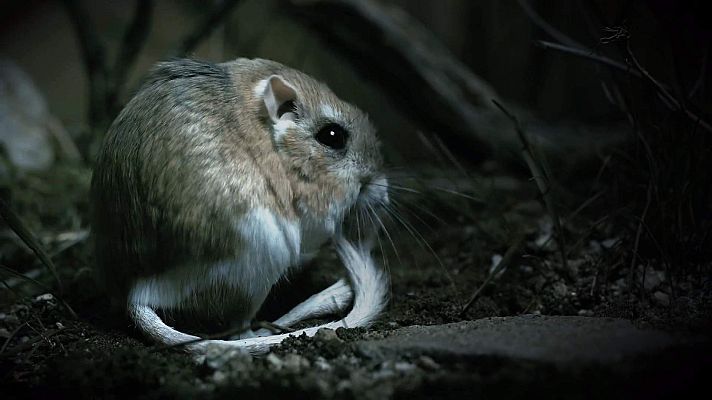 ¡Qué animal! - Si no tienes agua...¡fabrícala tú mismo!