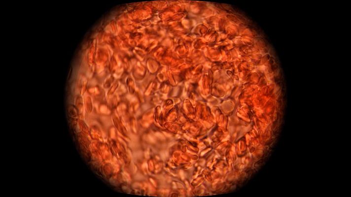 ¡Qué animal! - ¿De qué color es la sangre?