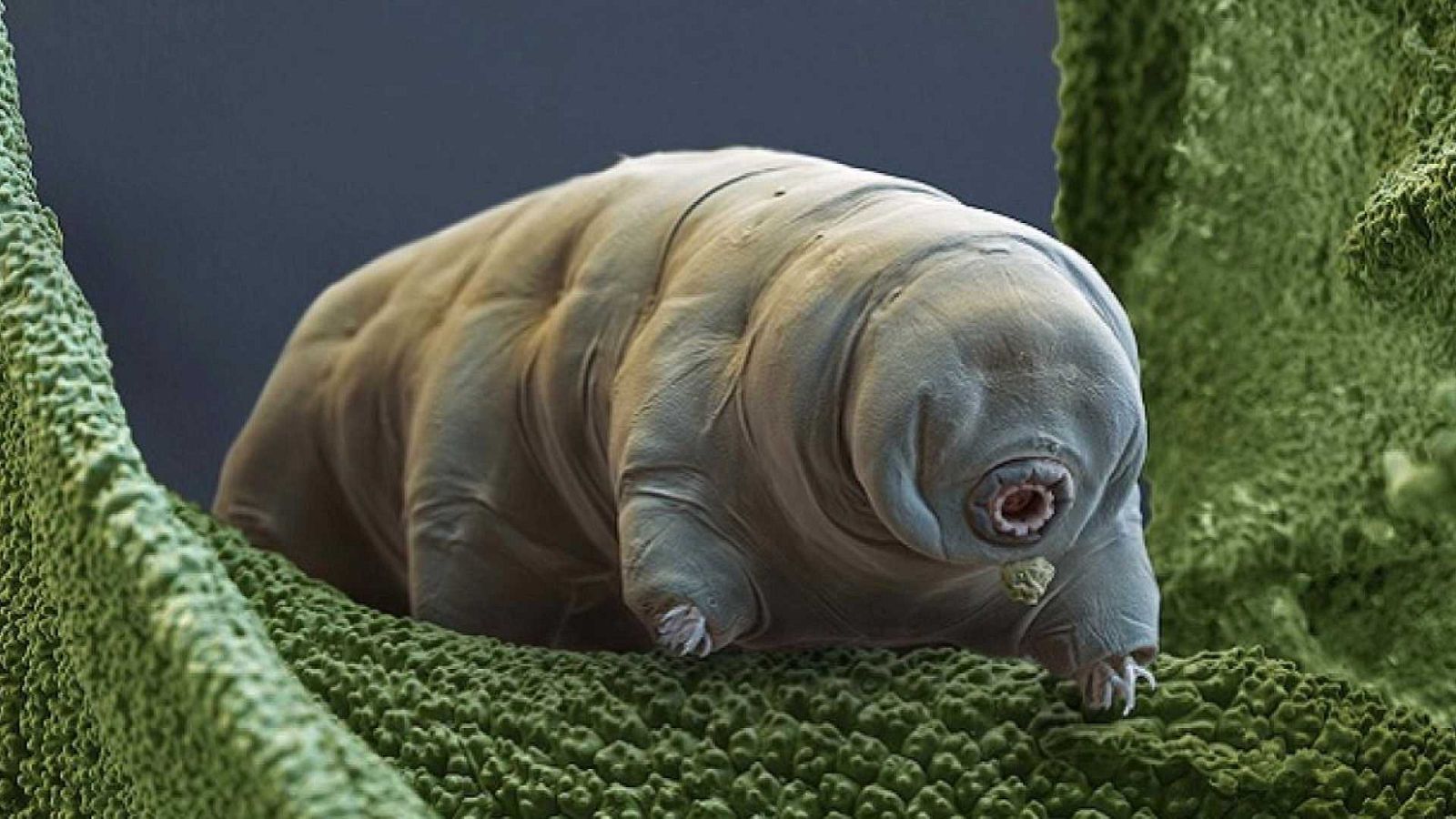 ¡Qué animal! - El animal más indestructible